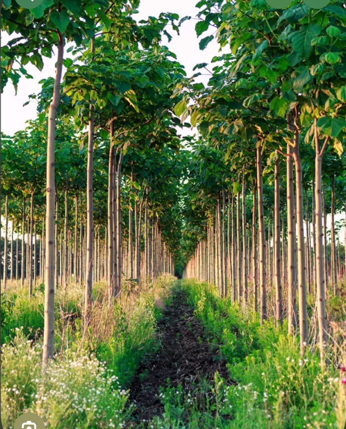 D&D Ecotourism Background